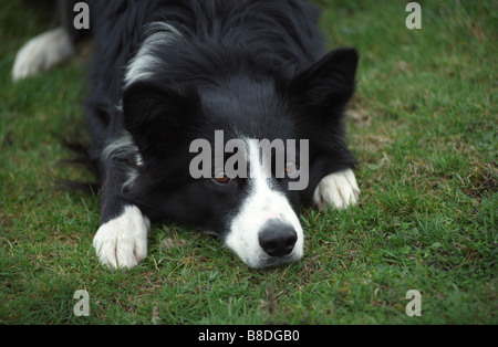 Border Collie lying down Stock Photo