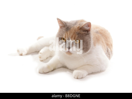 Cream British Shorthair Cat Adult Female Against White Background