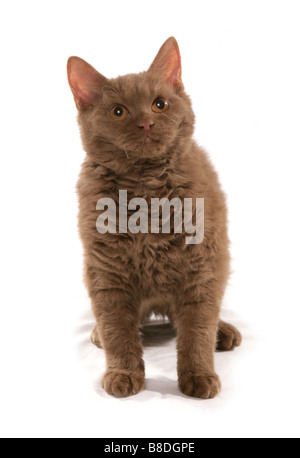 Cinnamon Short Hair Selkirk Rex Kitten Sitting Studio Stock Photo