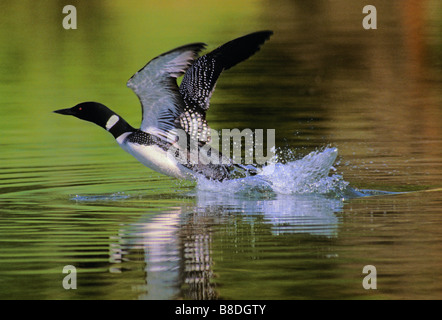 tk0070, Thomas Kitchin; Common Loon lifting off in spring, Rocky Mountains Stock Photo