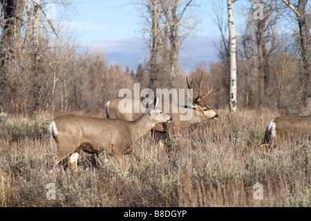 Large 10 Point Buck with Female Mule Deer Grand Tetons Wyoming United States Stock Photo