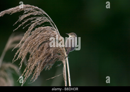 Reed Warbler Acrocephalus palustris Stock Photo