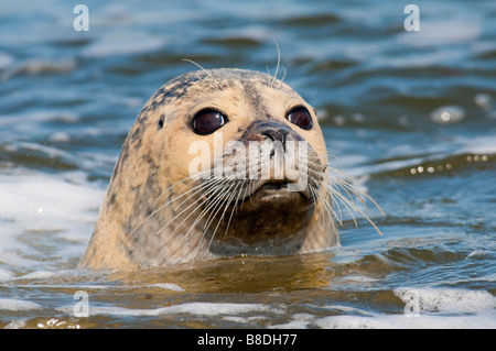 Seehund (Phoca vitulina) - European Common Seal Stock Photo