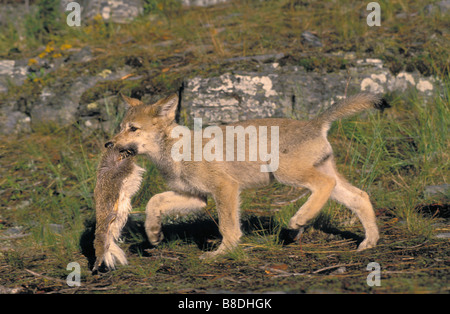 Gray Wolf/Timber Wolf, 9-week old pup plays with white-tailed deer fur in summer, Rocky Mountains Stock Photo
