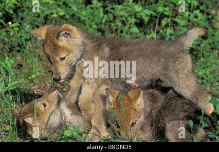 3 wolf pups playing