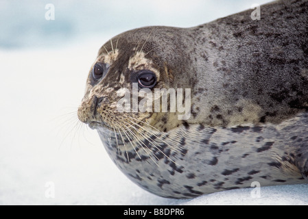 Harbor Seal, Phoca vitulina, Le Conte Glacier, Alaska Stock Photo