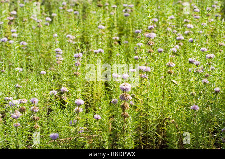 Hart's Pennyroyal, Water Spearmint - Mentha cervina Stock Photo