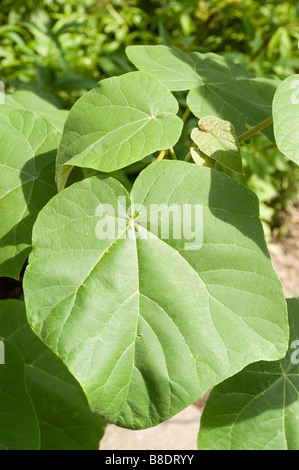 Leaves of Royal Paulownia Tree, princess tree, empress tree, Paulownia ...