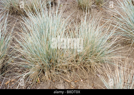 Blue Oat Grass, Blue Avena Grass , Helictotrichon sempervirens Stock Photo