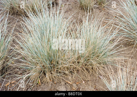 Blue Oat Grass Stock Photo - Alamy