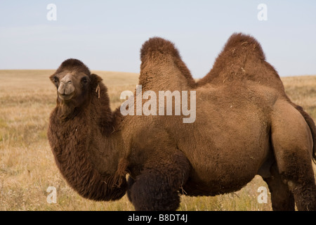 Camel with two humps Stock Photo - Alamy