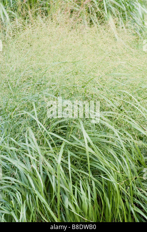Switchgrass (Panicum virgatum) is a native grass species found in ...
