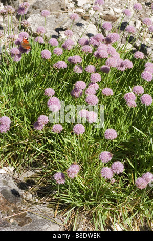 German Garlic, Mountain Garlic , Allium senescens subsp. montanum, limestone plant Stock Photo