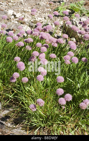 German Garlic, Mountain Garlic , Allium senescens subsp. montanum, limestone plant Stock Photo