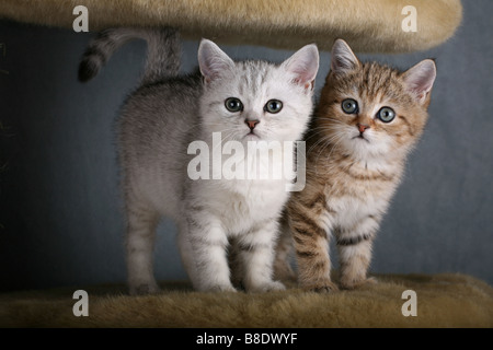 Two  British Shorthair kittens.