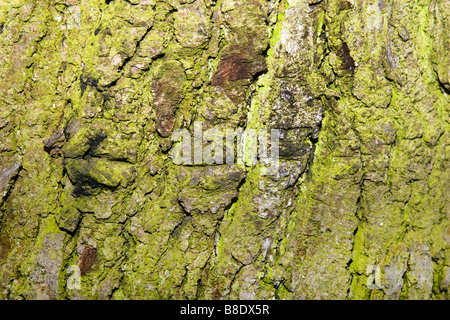 Closeup of tree bark covered with moss. Stock Photo