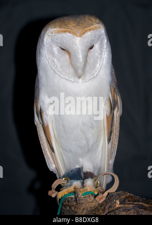 Barn Owl (tyto alba) 'Milo' at the British Wildlife Centre, UK Stock Photo