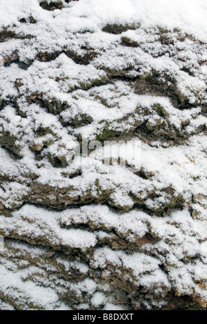 Closeup of tree bark covered with snow. Stock Photo