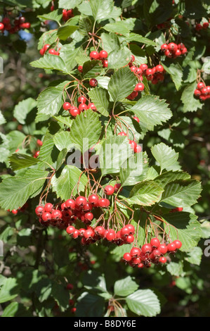 Autumn red berries of Fleshy Hawthorn, Long-spine Hawthorn, Succulent Hawthorn, Rosaceae, Crataegus succulenta, Northern America Stock Photo