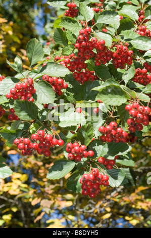 Autumn red berries of Fleshy Hawthorn, Long-spine Hawthorn, Succulent Hawthorn, Rosaceae, Crataegus succulenta, Northern America Stock Photo