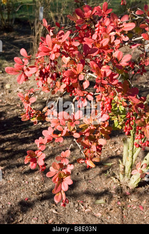 Korean Barberry, Berberis Koreana, Korea, Asia Stock Photo