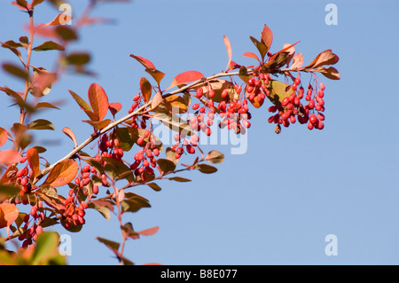 Korean Barberry, Berberis Koreana, Korea, Asia Stock Photo