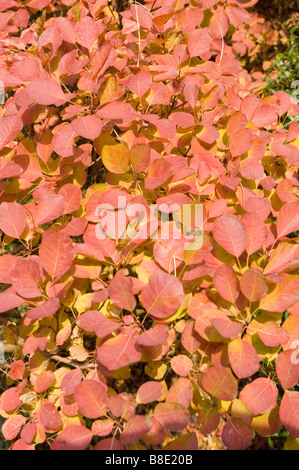 Vibrant red and yellow autumn leaves of Common Smoketree, Smokebush, Anacardiaceae, Cotinus Coggygria in close-up. Stock Photo
