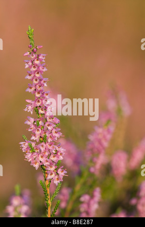 Portrait of heather Calluna vulgaris flowers Scotland Stock Photo