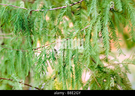 Bald-cypress, Bald cypress, Taxodiaceae, Taxodium distichum, USA, North America Stock Photo