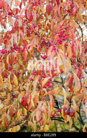 Red autumn leaves and berres of Hamilton's spindletree, Himalayan Spindle Tree, Chinese spindle-tree, Staff tree, Celastraceae Stock Photo
