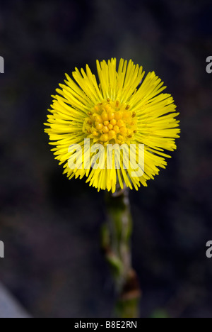 Colt's-foot Tussilago farfara Peebles The Scottish Borders Scotland Stock Photo