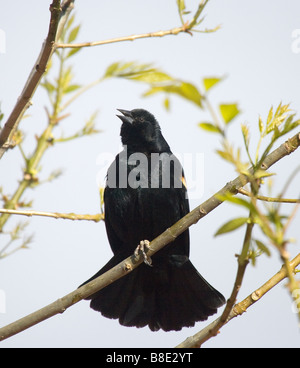 Singing Red winged Blackbird Agelaius phoeniceus