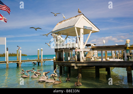 Florida American Brown Pelicans waiting for scraps from fish cleaning at New Pass Grill and Bait Shop in Sarasota Florida Stock Photo