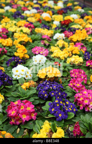Colorful flower bed Stock Photo