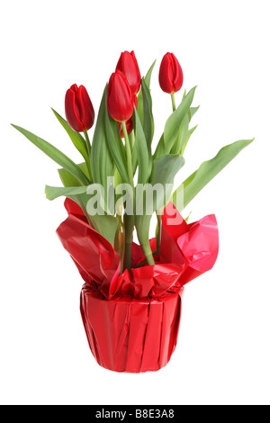 Red tulips cutout isolated on white background Stock Photo