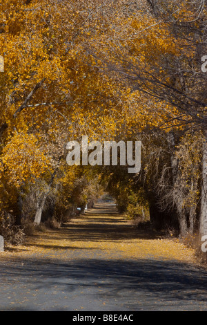A fall colored lane in Fernley Nevada