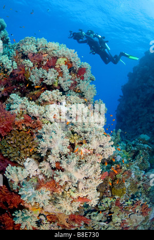 Underwater camera capturing pulsing life of the coral reef. Marsa Alam, Egypt Stock Photo