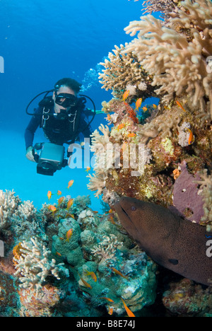 Underwater camera man watching a big morey eel hiding in the reef. Marsa Alam, Egypt Stock Photo