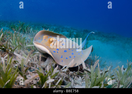 Blue-spotted sting ray on the sea grass bottom in Red Sea Stock Photo