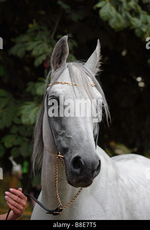 The purebred Arabian decorated horse portrait Stock Photo