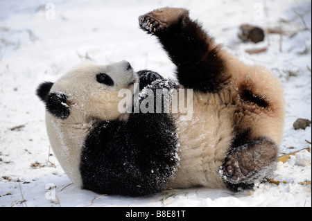 A giant panda at Beijing Zoo. 19-Feb-2009 Stock Photo