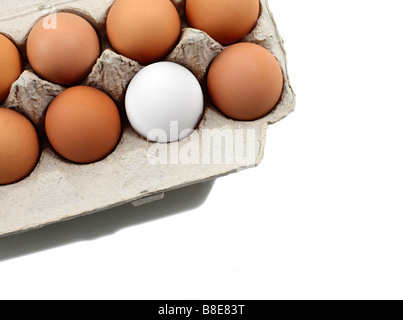 One White Egg in Carton of Brown Organic Eggs Stock Photo