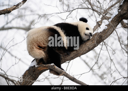 A giant panda at Beijing Zoo. 19-Feb-2009 Stock Photo