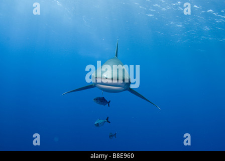 Oceanic white tip shark Stock Photo