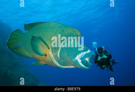 Napoleon or maori wrasse and scuba diver in pristine reef of Brother Islands in Red Sea. Stock Photo