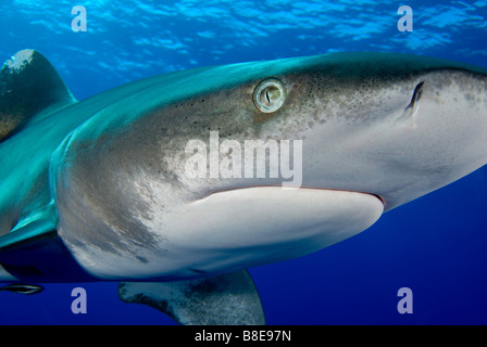 Oceanic white tip shark Stock Photo