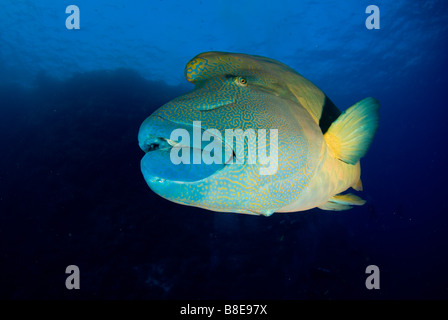 Napoleon or maori wrasse in pristine reef of Brother Islands in Red Sea Stock Photo