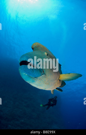 Napoleon or maori wrasse and scuba diver in pristine reef of Brother Islands in Red Sea. Stock Photo