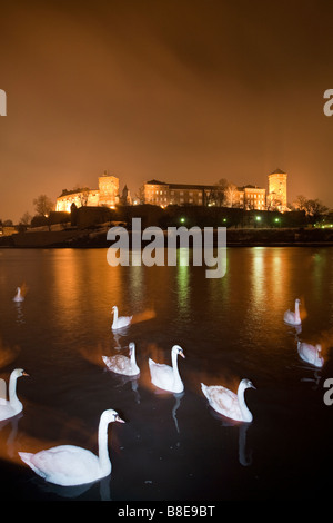 Swans on River Wista at night with Wawel castle and hill in background. Krakow, Poland Stock Photo