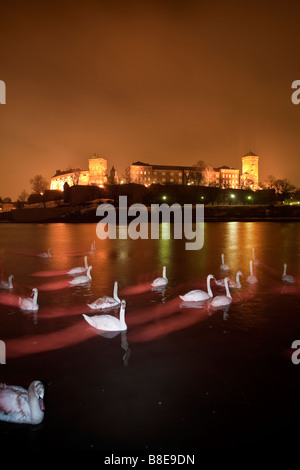 Swans on River Wista at night with Wawel castle and hill in background. Krakow, Poland Stock Photo